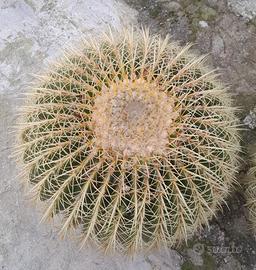 Grande cuscino della suocera