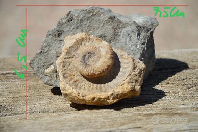 Fossile ammonite