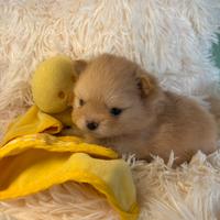 Volpino di pomerania / spitz nano tedesco