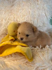 Volpino di pomerania / spitz nano tedesco