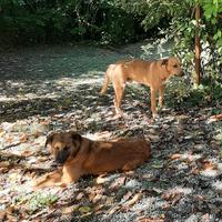 Due cani meticci da adottare