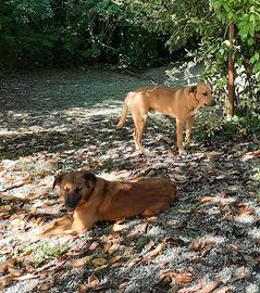 Due cani meticci da adottare