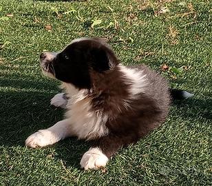 Cucciolo di Border Collie