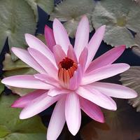 Ninfea tropicale notturna TEXAS SHELL PINK