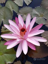 Ninfea tropicale notturna TEXAS SHELL PINK
