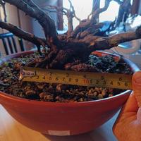 Carpino bianco bonsai