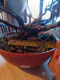 Carpino bianco bonsai