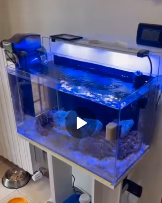 acquario 