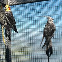 Calopsite Giovani 2025