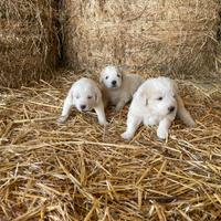 Cuccioli di pastore abruzzese