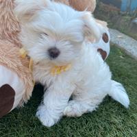 Disponibili cuccioli maltesi toy