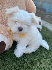 Disponibili cuccioli maltesi toy