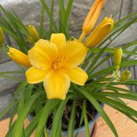 Piante di Emerocallide/ Hemerocallis Stella de oro