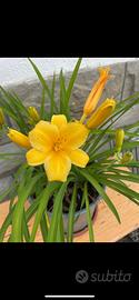 Piante di Emerocallide/ Hemerocallis Stella de oro