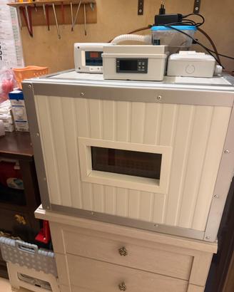 Incubatrice per pulcini