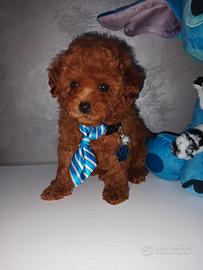 Cuccioli di barboncino Toy