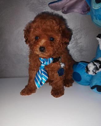 Cuccioli di barboncino Toy