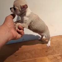 Chihuahua toy
