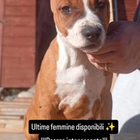 Cucciole Amstaff