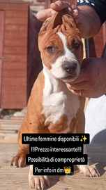 Cucciole Amstaff