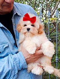Cucciola di maltipoo