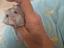 Immagine 3