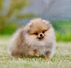 Spitz Di Pomerania Mini