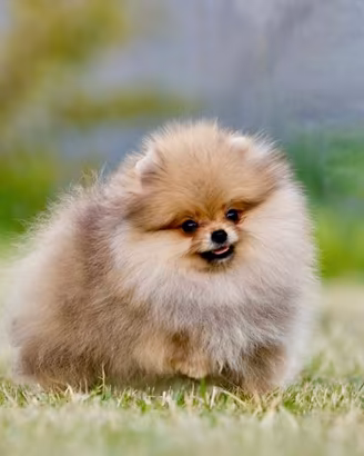 Spitz Di Pomerania Mini