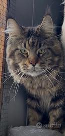 Maine Coon