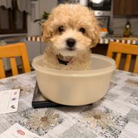 2 cuccioli di Maltipoo, 1 femmina e 1 maschio