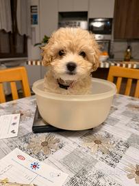 2 cuccioli di Maltipoo, 1 femmina e 1 maschio