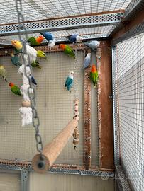 Inseparabili fischer