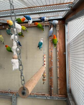 Inseparabili fischer