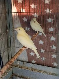 Animali