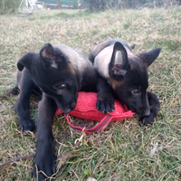 Cuccioli di Pastore Belga Malinois charbonne