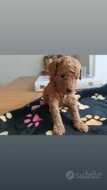 Cucciolo di barboncino