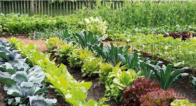 Lotti di terreno per coltivazione propria