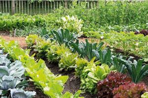 Lotti di terreno per coltivazione propria