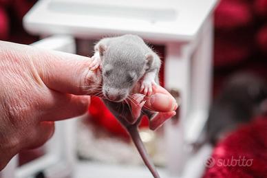 Cuccioli di ratto domestico