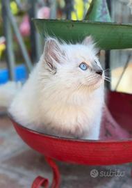 Splendida cucciola ragdoll