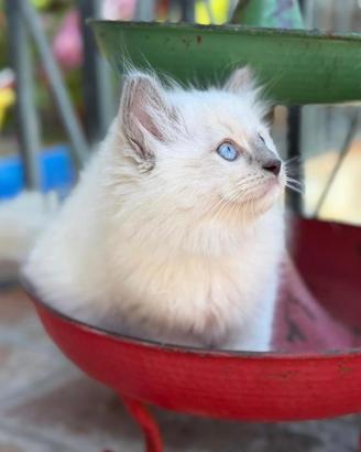 Splendida cucciola ragdoll