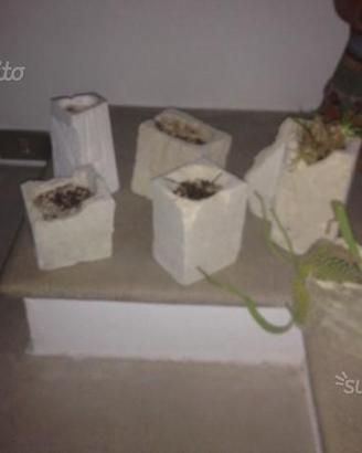 Vasetti per piante grasse n pietra di trani