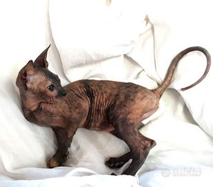 Gattina don sphynx tortie gomma
