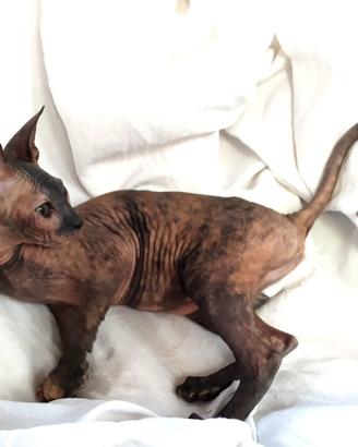 Gattina don sphynx tortie gomma