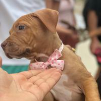 Pitbull red nose
