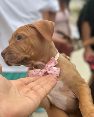 Pitbull red nose