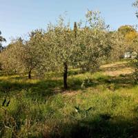 Rif.AA-T04| terreno agricolo follonica
