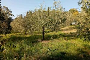 Rif.AA-T04| terreno agricolo follonica