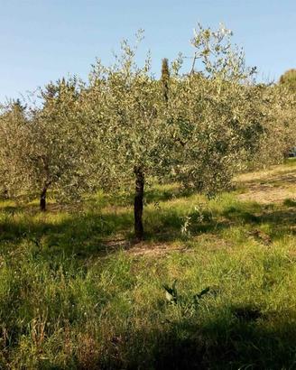 Rif.AA-T04| terreno agricolo follonica