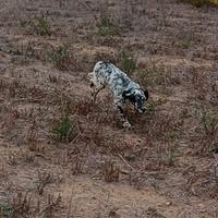 Setter